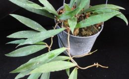 562-Hoya-sp.562