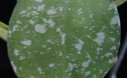 571-Hoya-lacunosa-Heart-shape-leaf-Splash