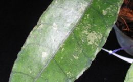 572-Hoya-finlaysonii-572