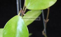 579-Hoya-litolaris