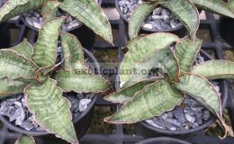 58-sp-Specks-nr-21298-«Jade-Dragon»-35