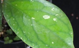585-Hoya-sp.585-aff.-clemensiorum