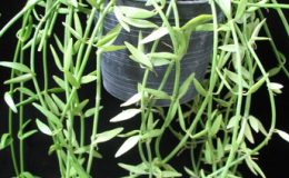 592-Dischidia-sp.592-12