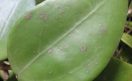 599-Hoya-sp.599-Ranong-province-Thailand