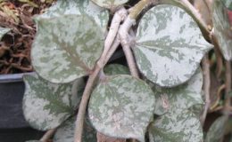 602-Hoya-curtisii-Splash