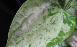 619-Hoya-balaensis-Splash
