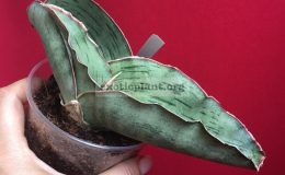 62-sp-Tanzania-«Dragon-King-Reverse»-60-1-1