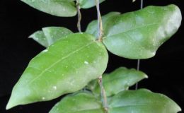 623-Hoya-sp.623-Pahang-Malaysia