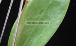 626-Hoya-sp.626-Bulusan