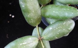 628-Hoya-sp.628-GPS-7240-the-leaf-wider-than-Hoya-sp.512