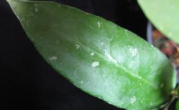 629-Hoya-sp.629