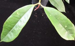 630-Hoya-sp.630