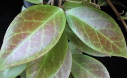 633-Hoya-Sunrise-lacunosa-x-obscura