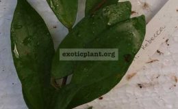 634-Hoya-Rebecca-lacunaosa-Langkawi-Island-x-obscura