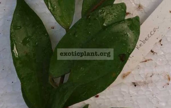 634-Hoya-Rebecca-lacunaosa-Langkawi-Island-x-obscura