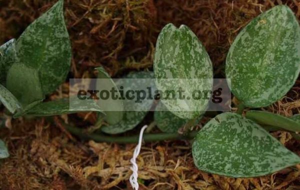 643-Hoya-lacunaso-Eskimo