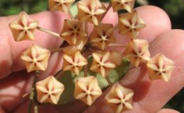 650-Hoya-sp.650-the-leaf-narrower-than-Hoya-sp.512-1000