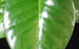 655-Hoya-sp.655-PNG-aff-naumanii