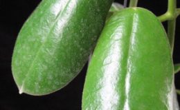 658-Hoya-sp.658-Borneo
