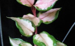 663-Hoya-carnosa-Brazil