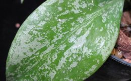 664-Hoya-vanuatuensis-Splash