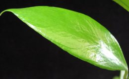 668-Hoya-sp.668-PNG