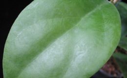 669-Hoya-mindorensis-soft-pink-flower