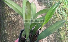 67-Bulbophyllum-Elizabeth-Ann