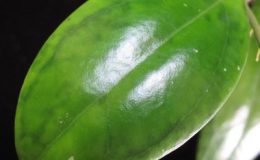 678-Hoya-juannguoian