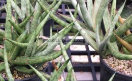 68-«White-Medusa»-francisii-hybrid-35