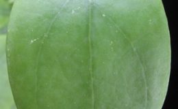 685-Hoya-sp.685
