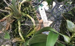 69-Bulbophyllum-facetum-