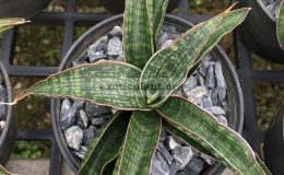 69-«Fenomenal»-ballyii-hybrid-35