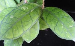 691-Hoya-finlaysonii691