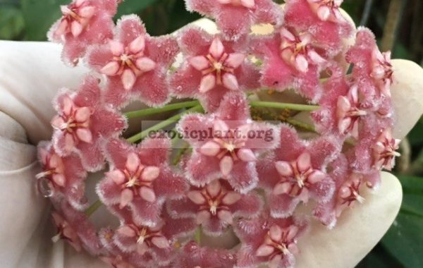 761-Hoya-publicalyx-Black-Dragon-30