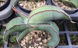 79-ehrenbergii-«Banana-Blue»-Northern-Somalia-30-60