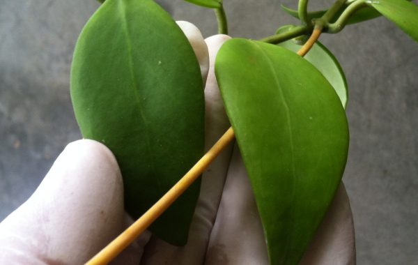 798-Hoya-minahassae-32