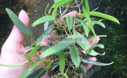 80-Bulbophyllum-lasiochilum-Burma