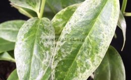 805-Hoya-buotii-variegated