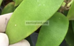 855-Hoya-micrantha-Red-Arrow-855-Chumporn-province-southern-Thailand-20-