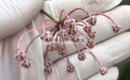 855-Hoya-micrantha-Red-Arrow-855-Chumporn-province-southern-Thailand-20