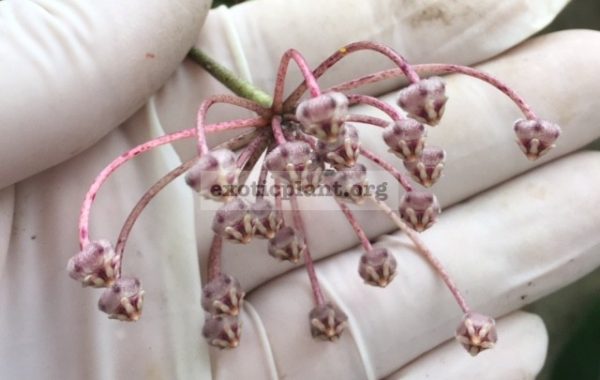 855-Hoya-micrantha-Red-Arrow-855-Chumporn-province-southern-Thailand-20