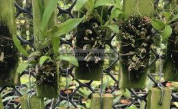 92-Bulbophyllum-maquilingense-