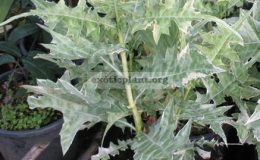 Acanthus-ebracteatus-variegated-20-1