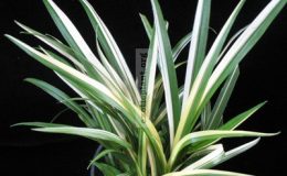 Acorus-sp-T01-variegated5-1-1-1-e1458326246254