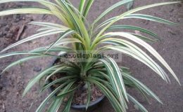 Acorus-sp.T01-variegata-