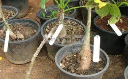 Adansonia-gregorii-1
