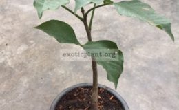 Adansonia-gregorii-30