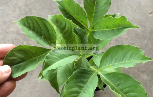 Adansonia-sp.T01-25