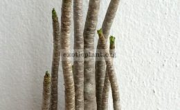 Adenium-thai-socotranum-sample